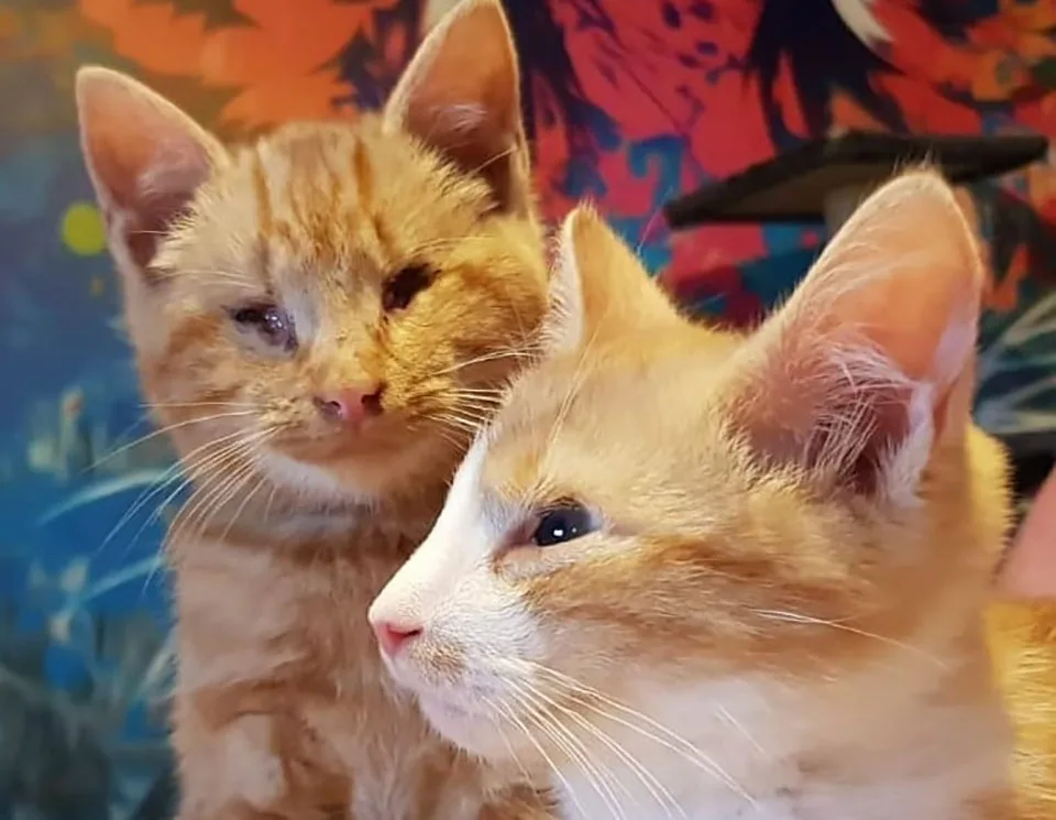 Los gatitos más lindos son ignorados porque son ciegos