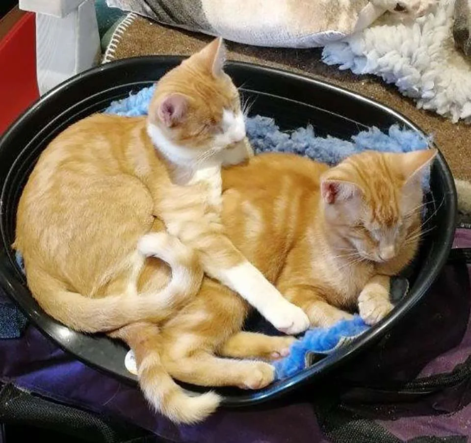 Los gatitos más lindos