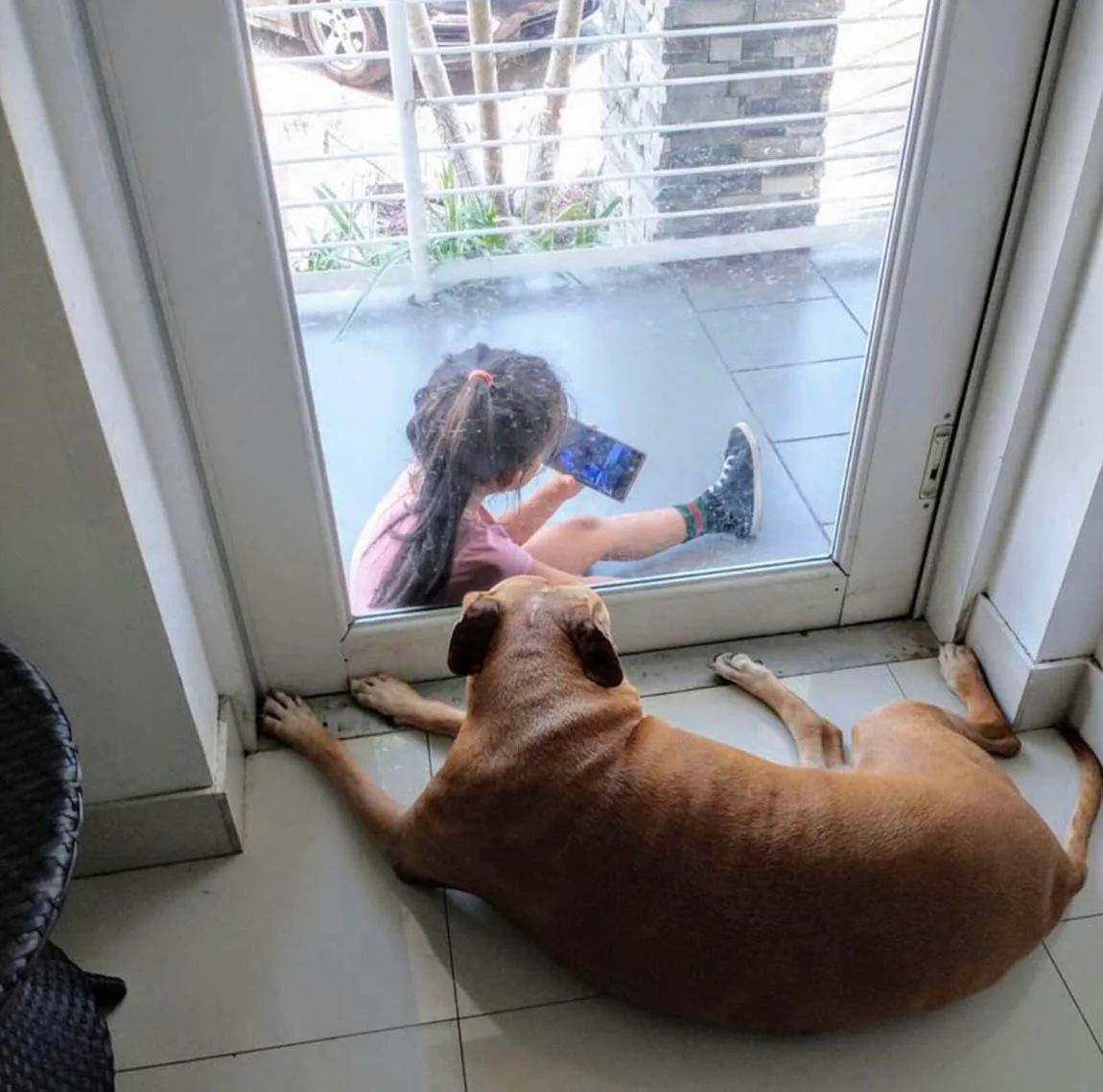 Niña y perro mayor jugando