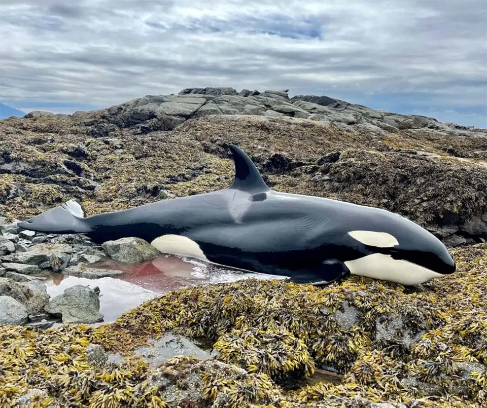 Orca salvada por personas