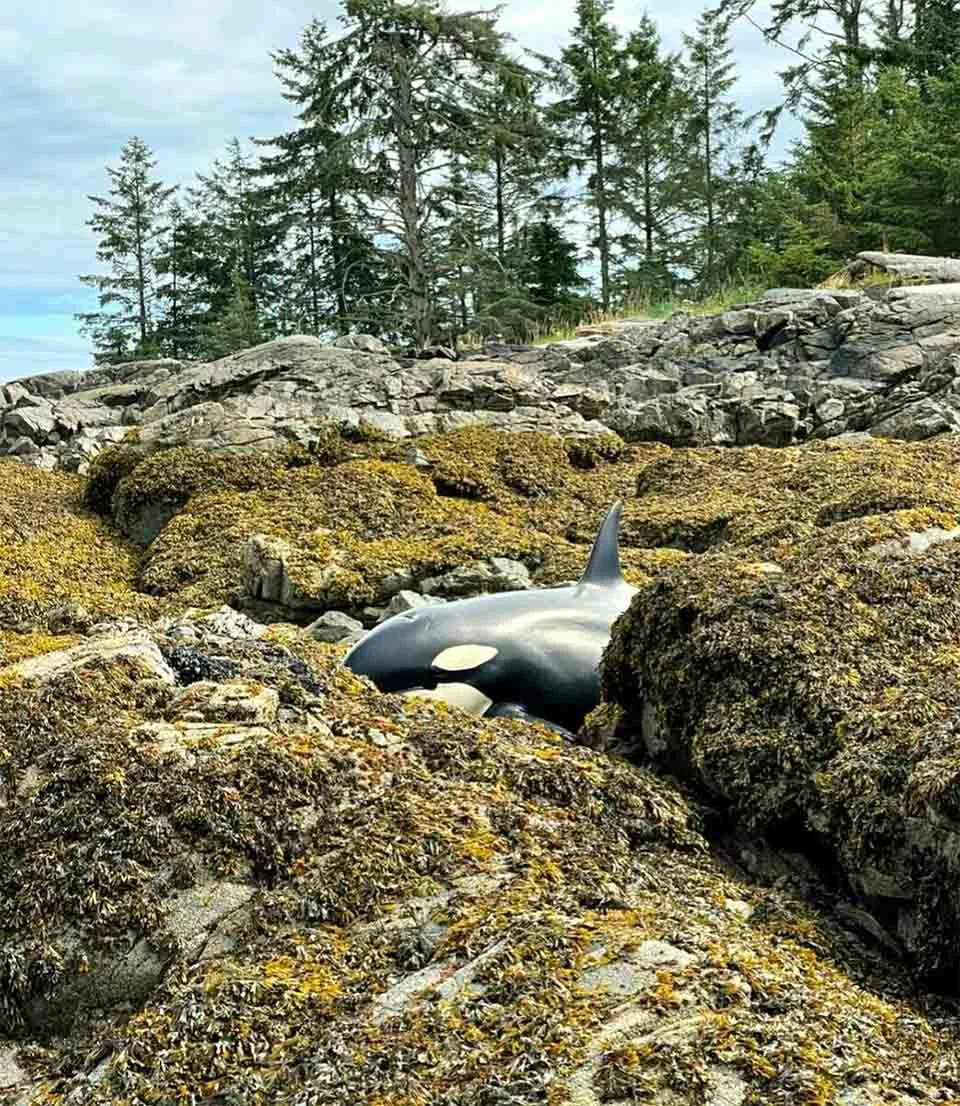 Orca varada es salvada