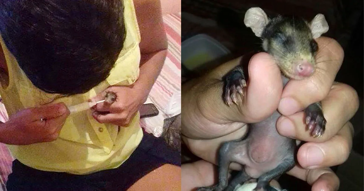 Pequeña zarigüeya es alimentada