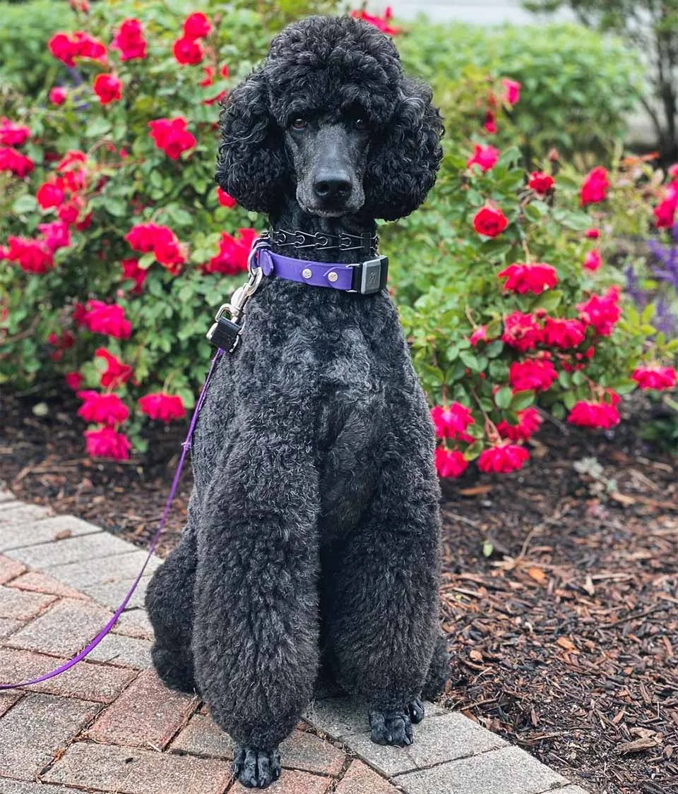 Perrita estaba paseando parque