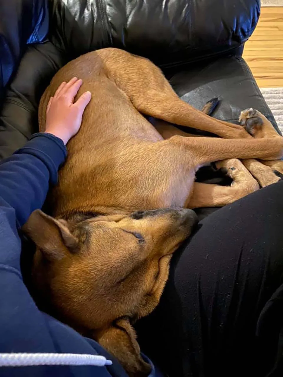 Perrito rescatado ahora se transforma