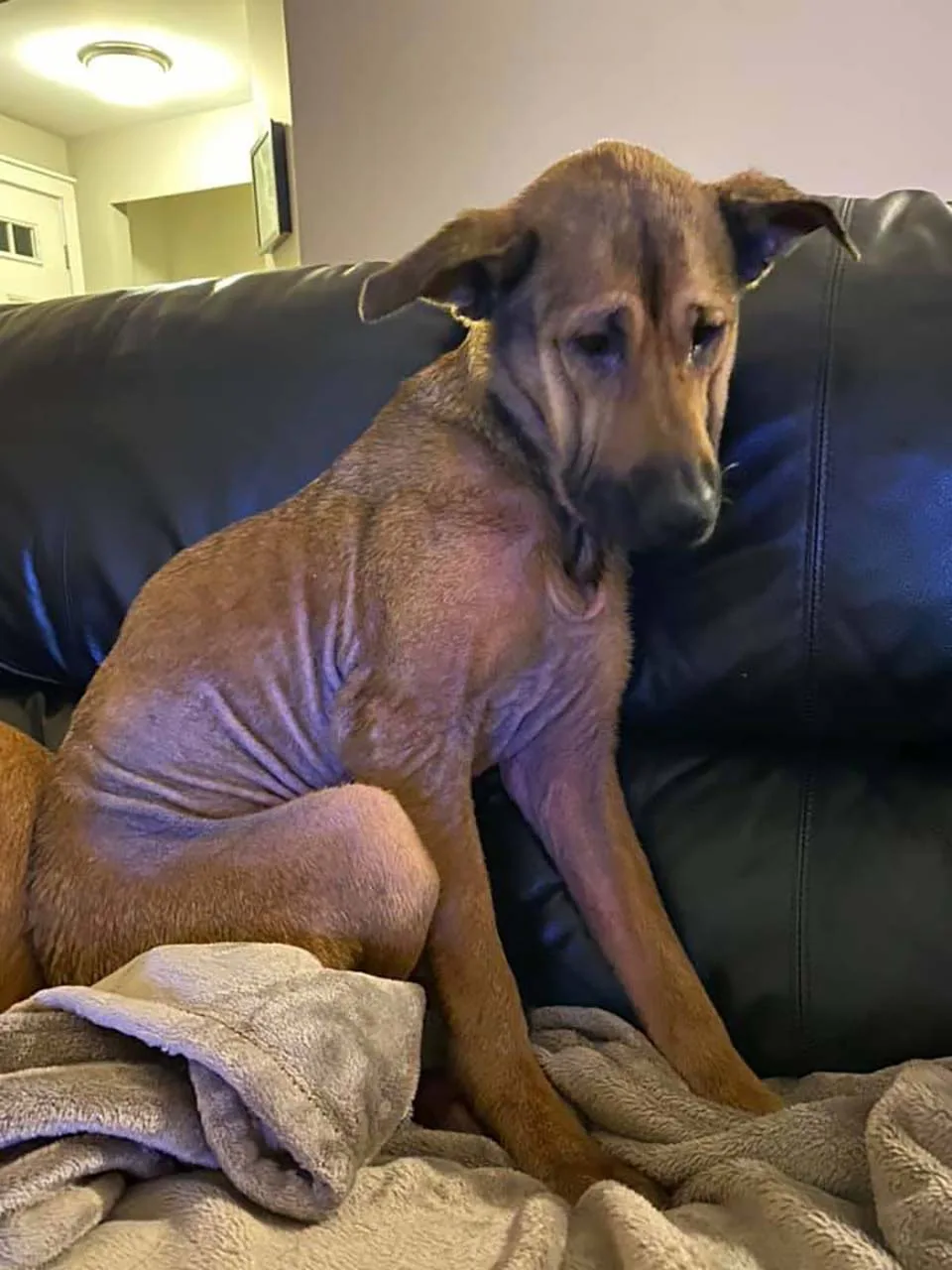 Perrito rescatado y temeroso