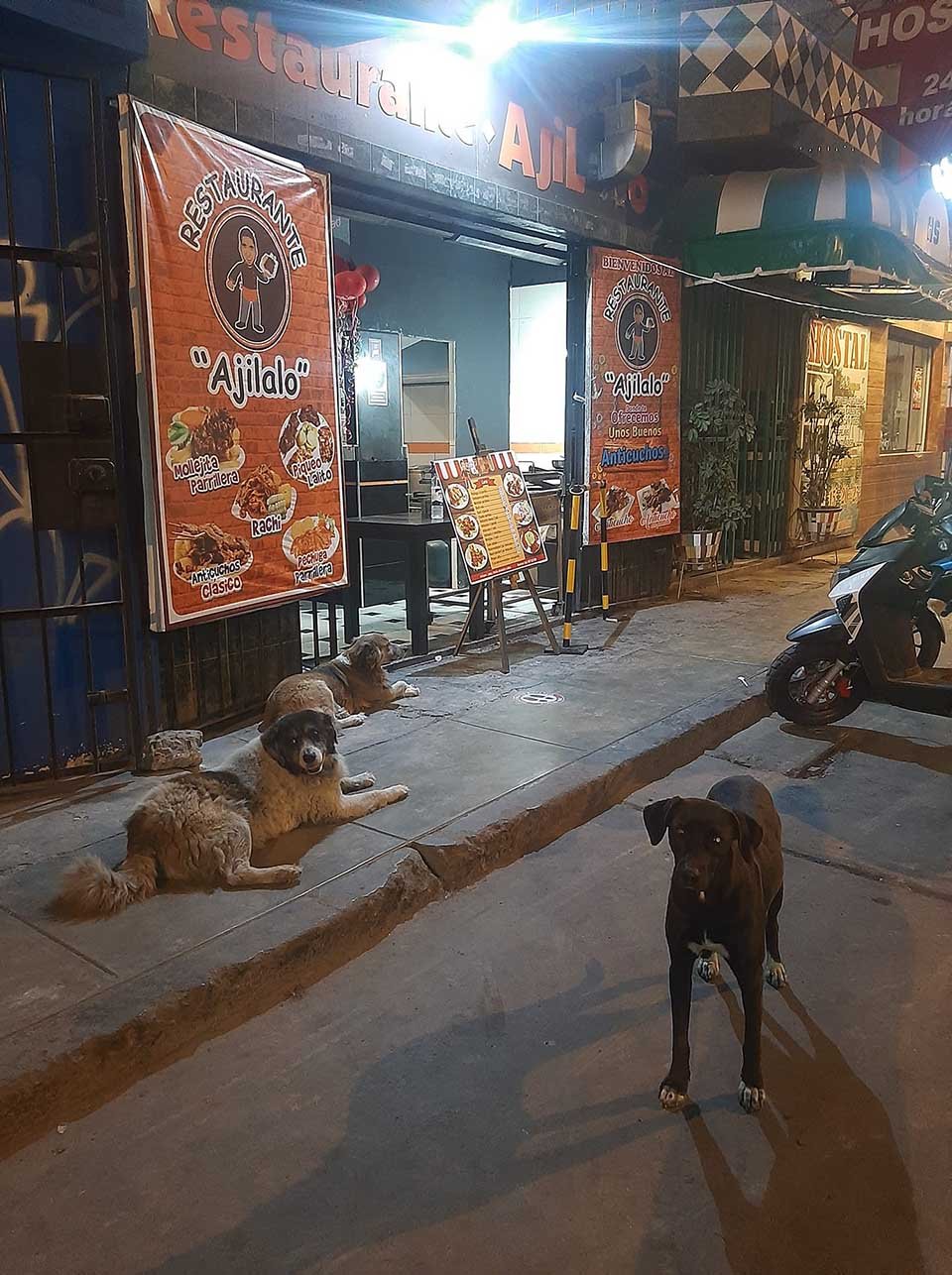 Perritos aguardan por comida