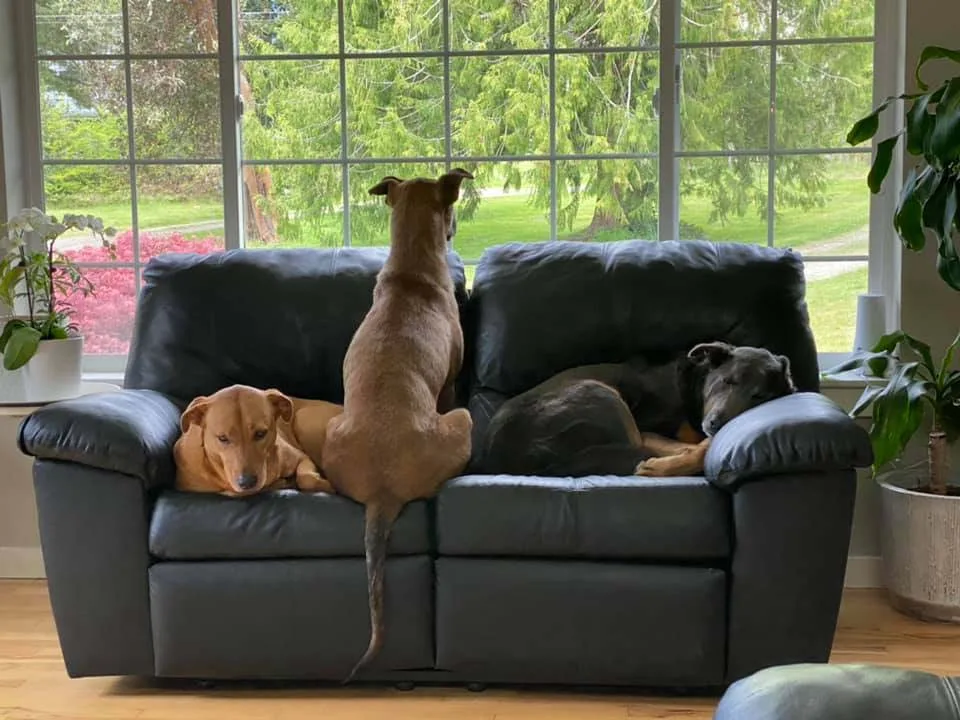 Perritos duermen en el sofá