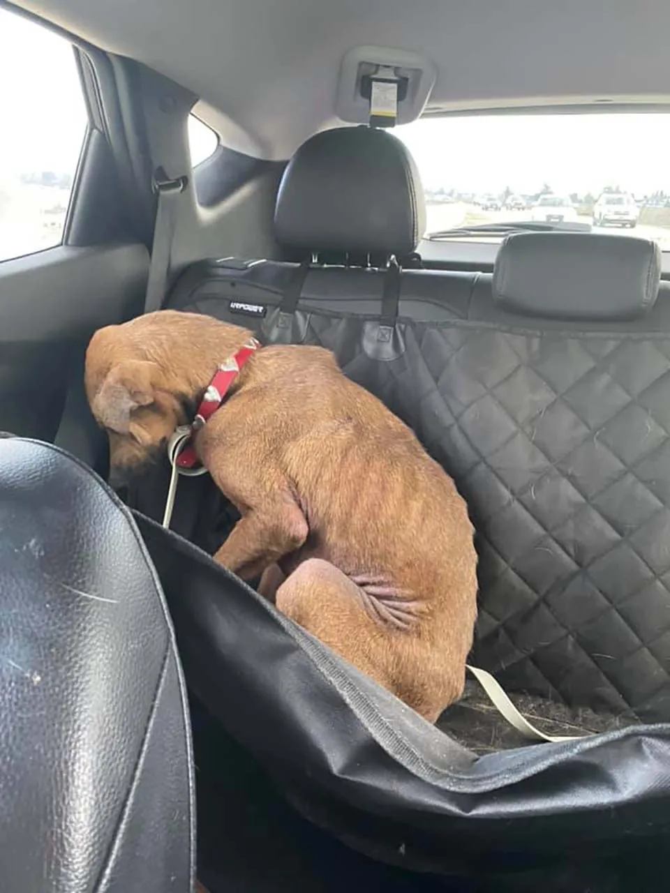 Perro de un refugio pasa transformación más asombrosa