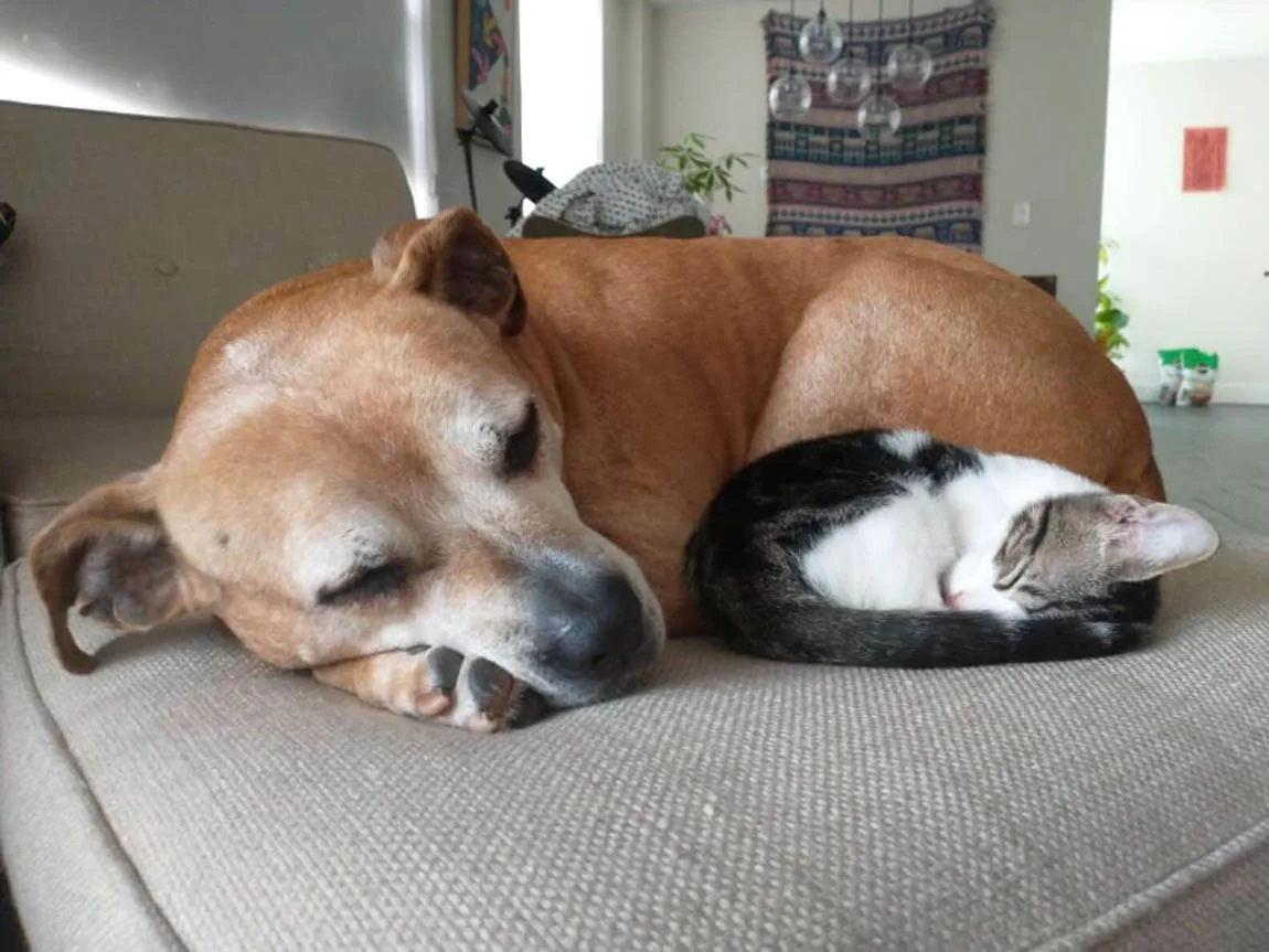 Perro mayor tiene lindo vínculo con una niña