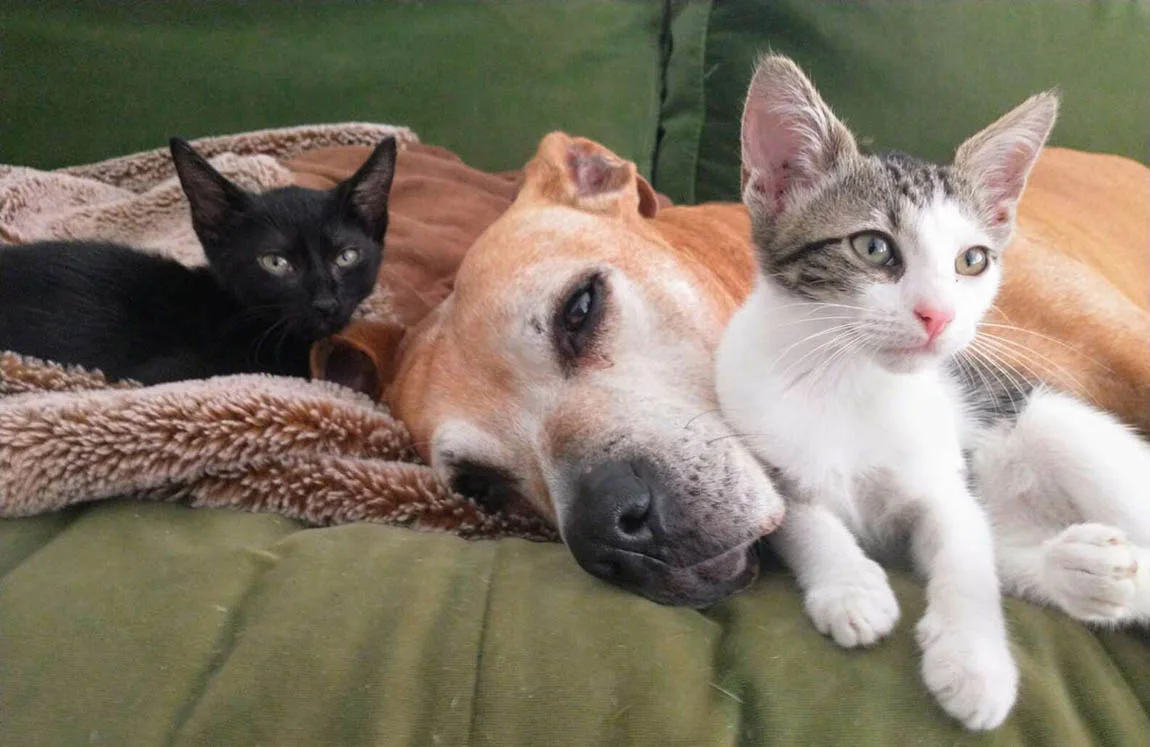 Perro mayor y dos gatitos