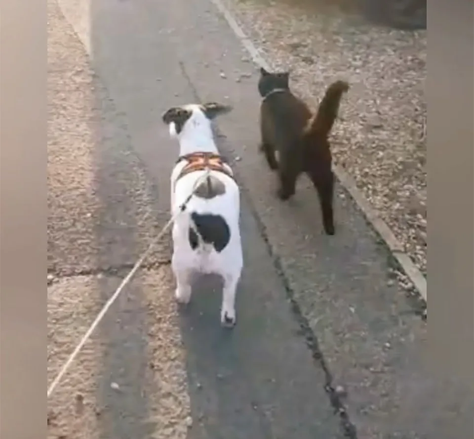 Amigos paseando