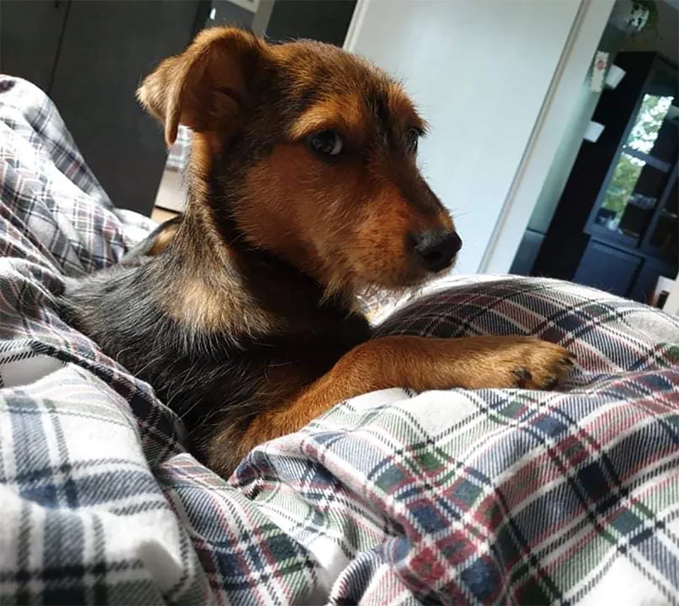 Cachorro abandonado encontrado en un zapato viejo