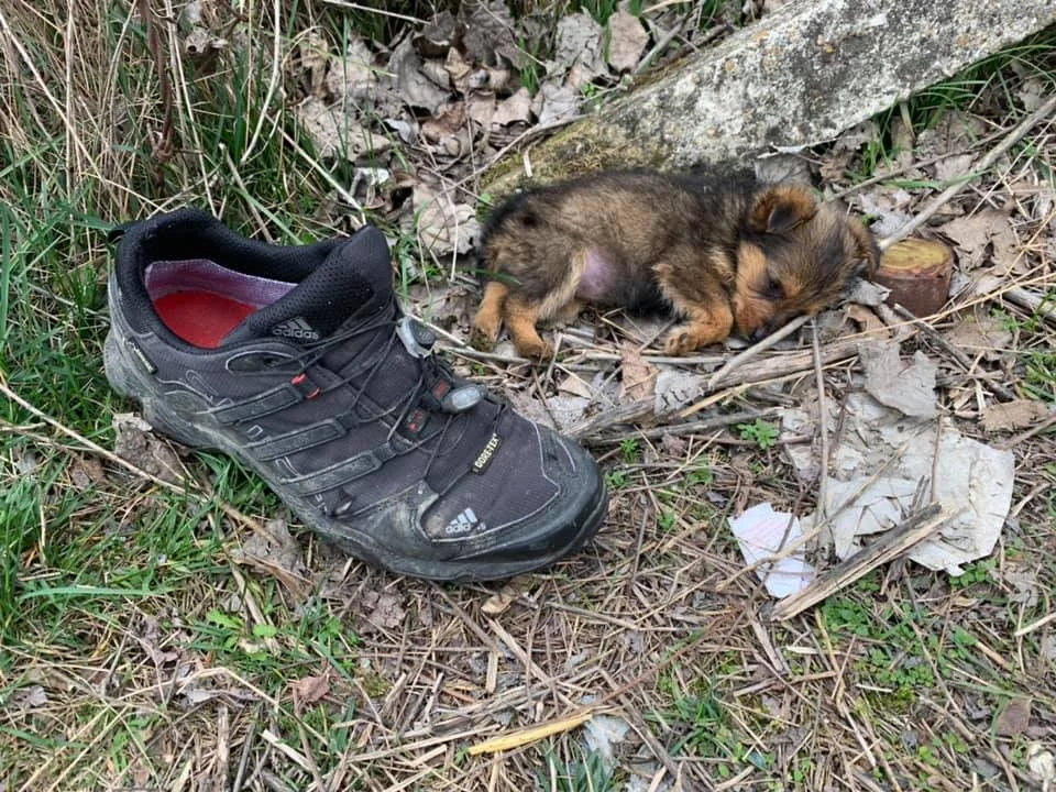 Cachorro abandonado encontrado en un zapato