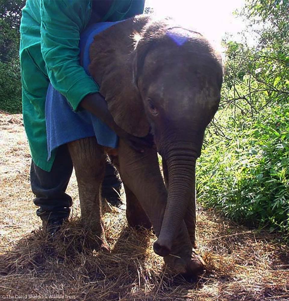 Elefanta rescatada emerge Sunyei