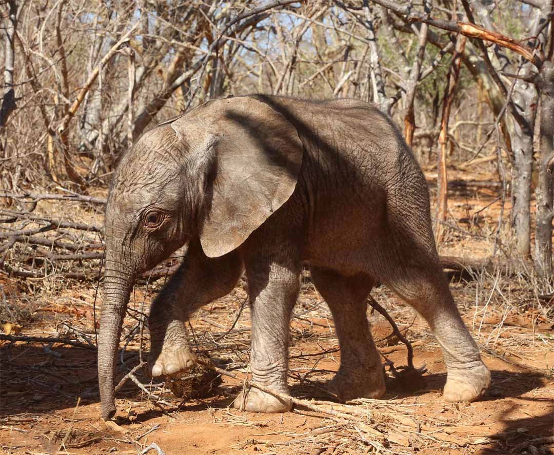 Elefanta rescatada emerge naturaleza