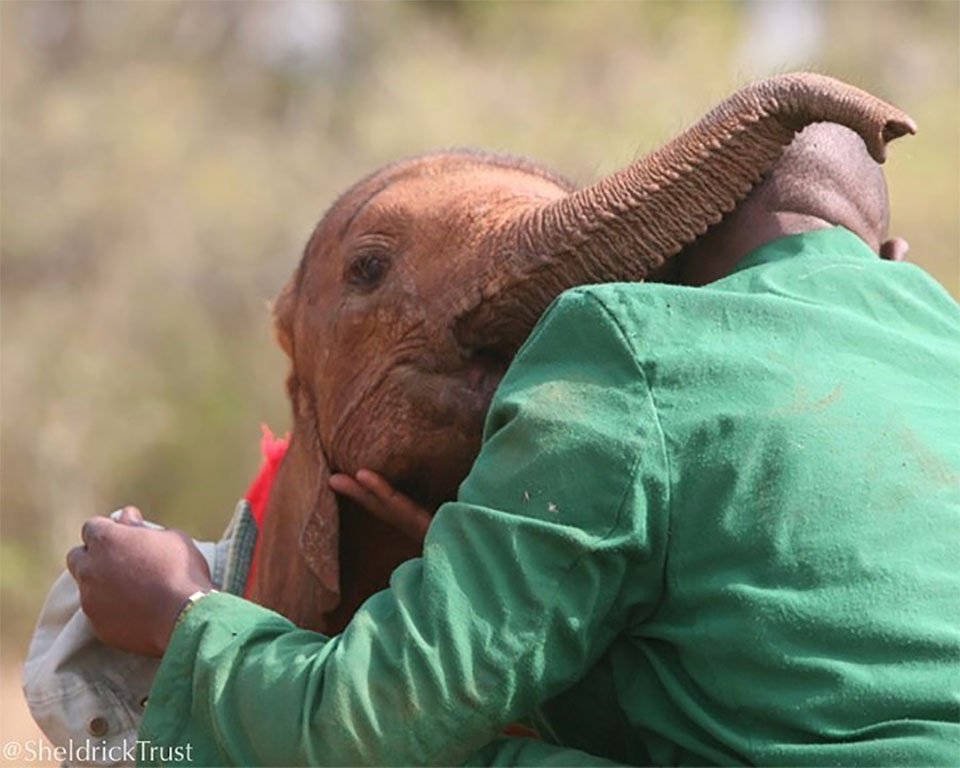 Elefante huérfano cuidador