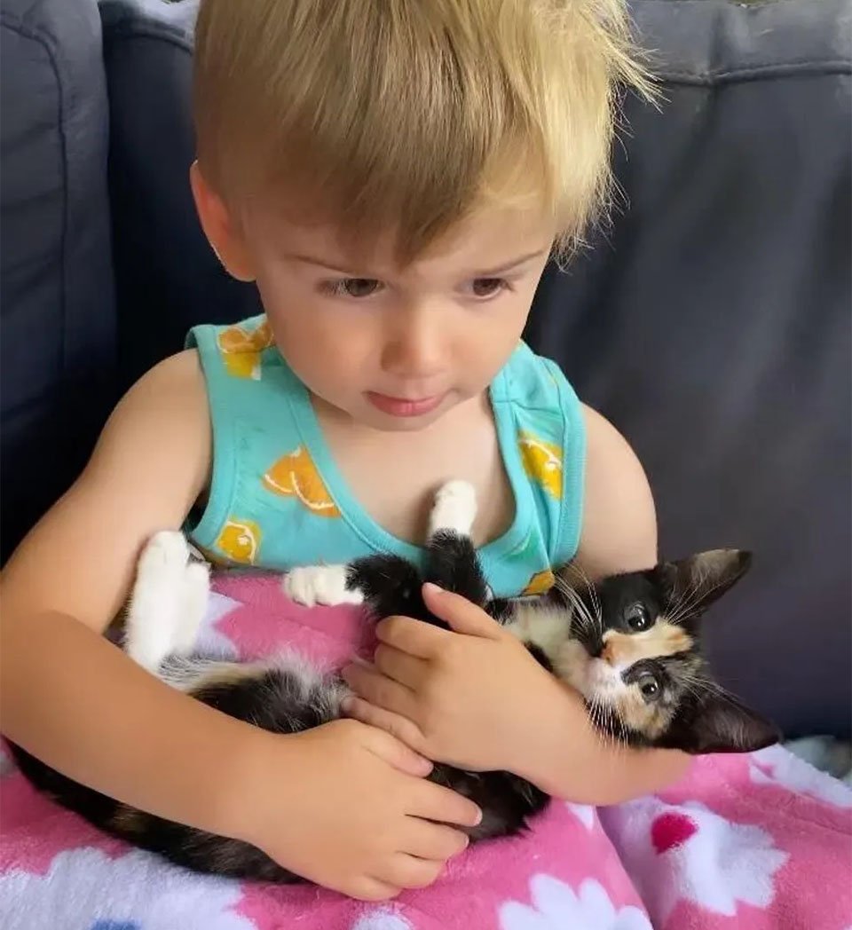 Gatitos encuentran pequeño