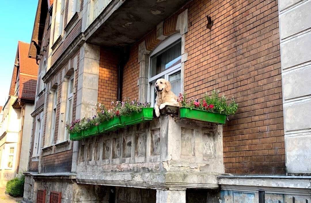 Milka perrita balcón