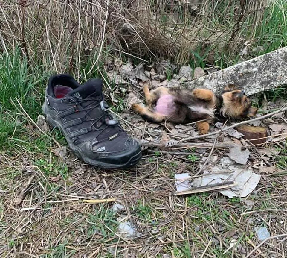 Perrito abandonado en un basurero