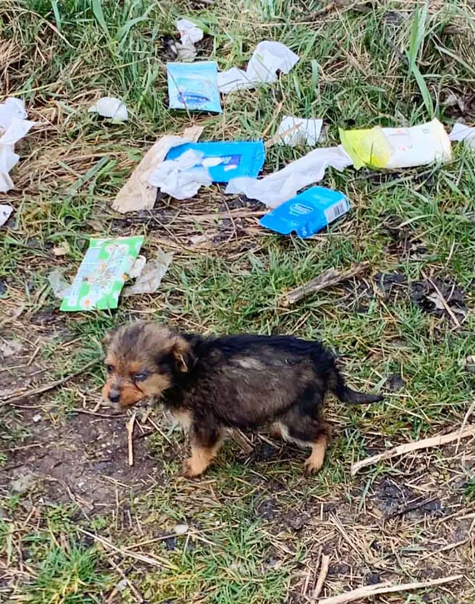 Perrito abandonado