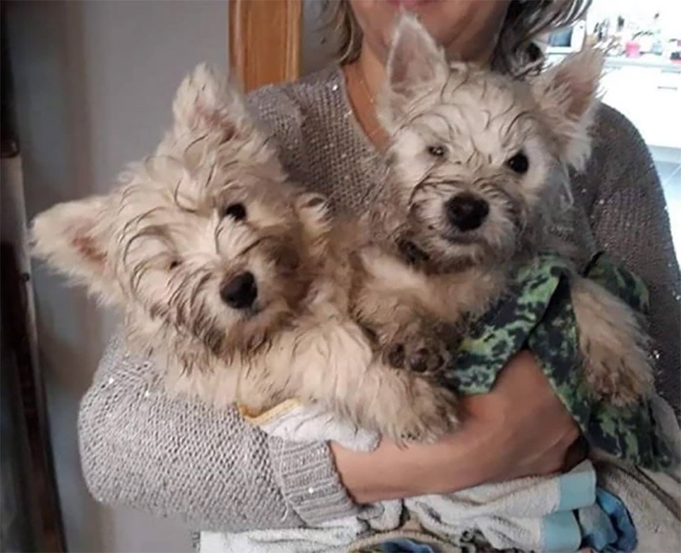 Perritos gemelos rescatados