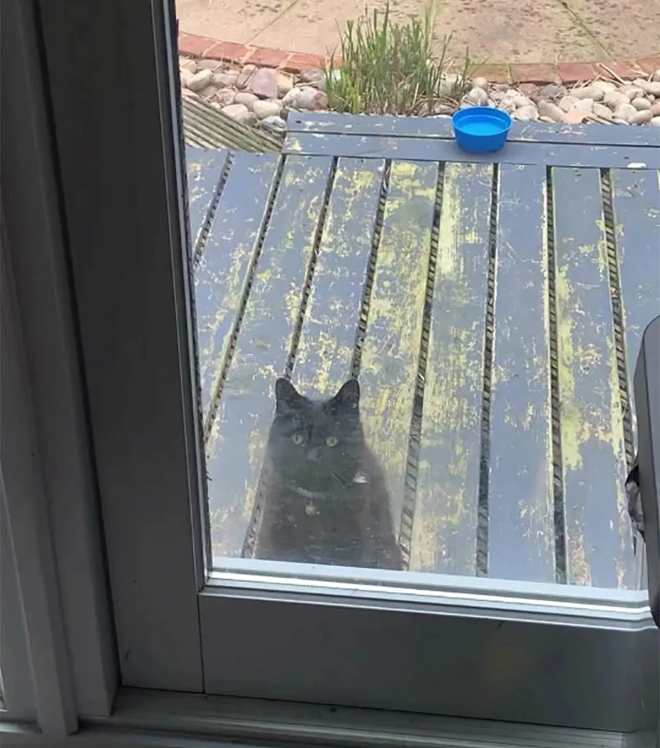 Perro mejor amigo gato