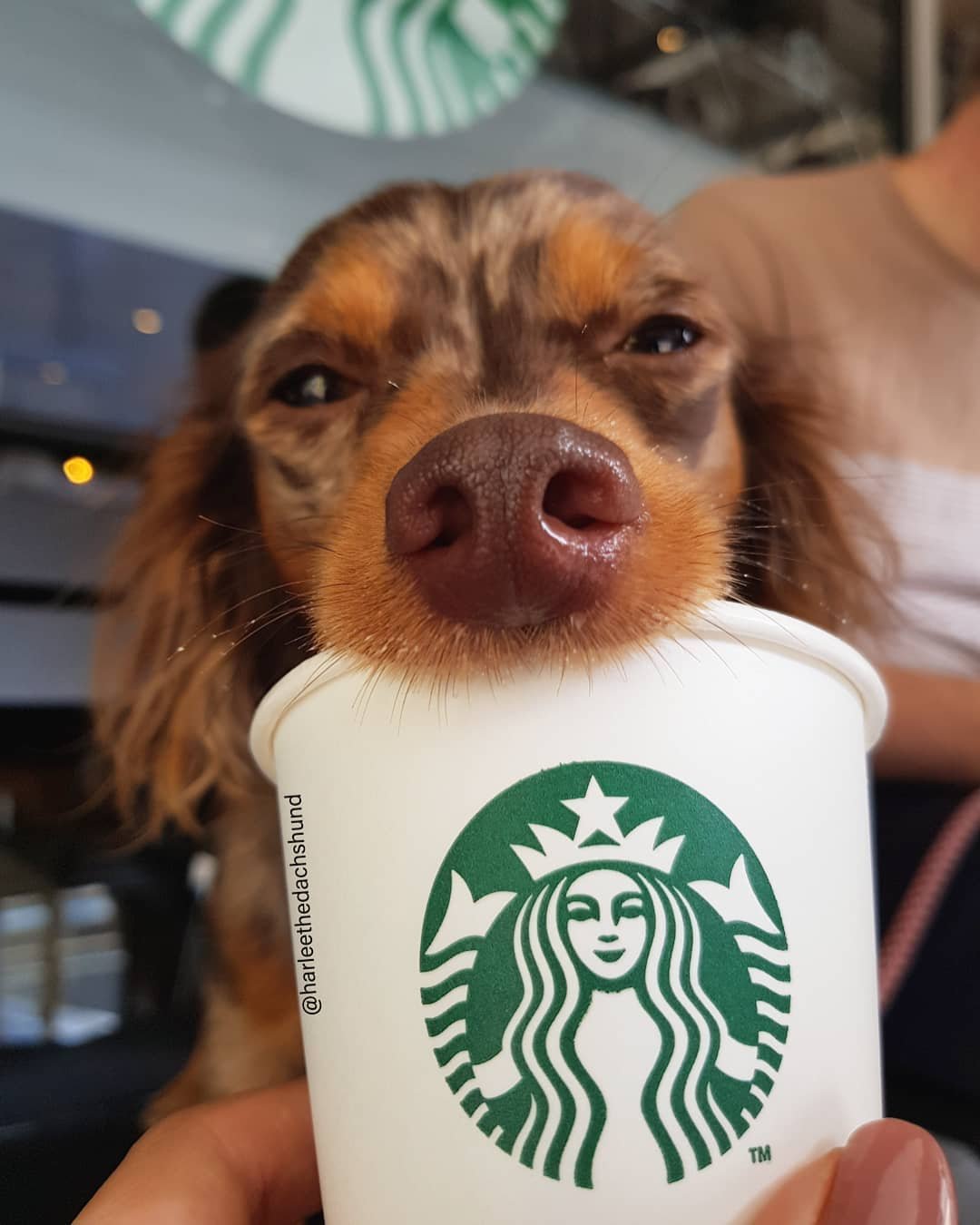 Perrito come su puppuccino de Starbucks