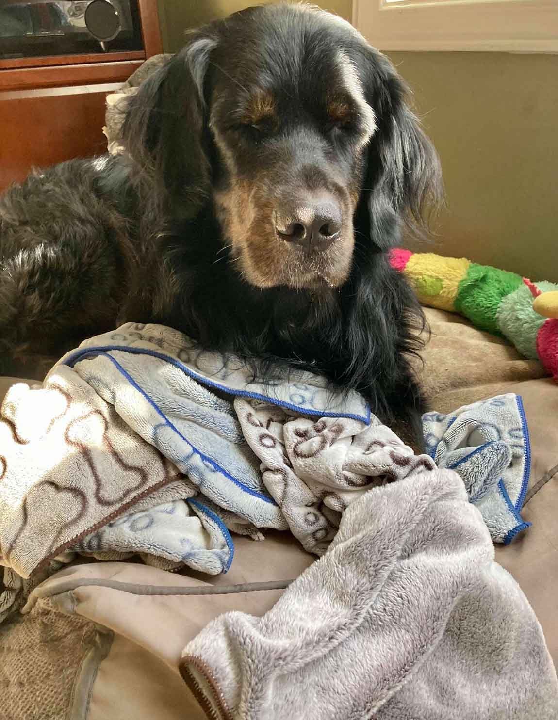 Perro y su manta favorita