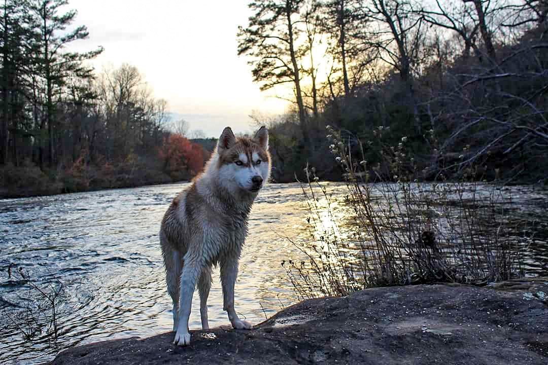 Valiente husky en el lago