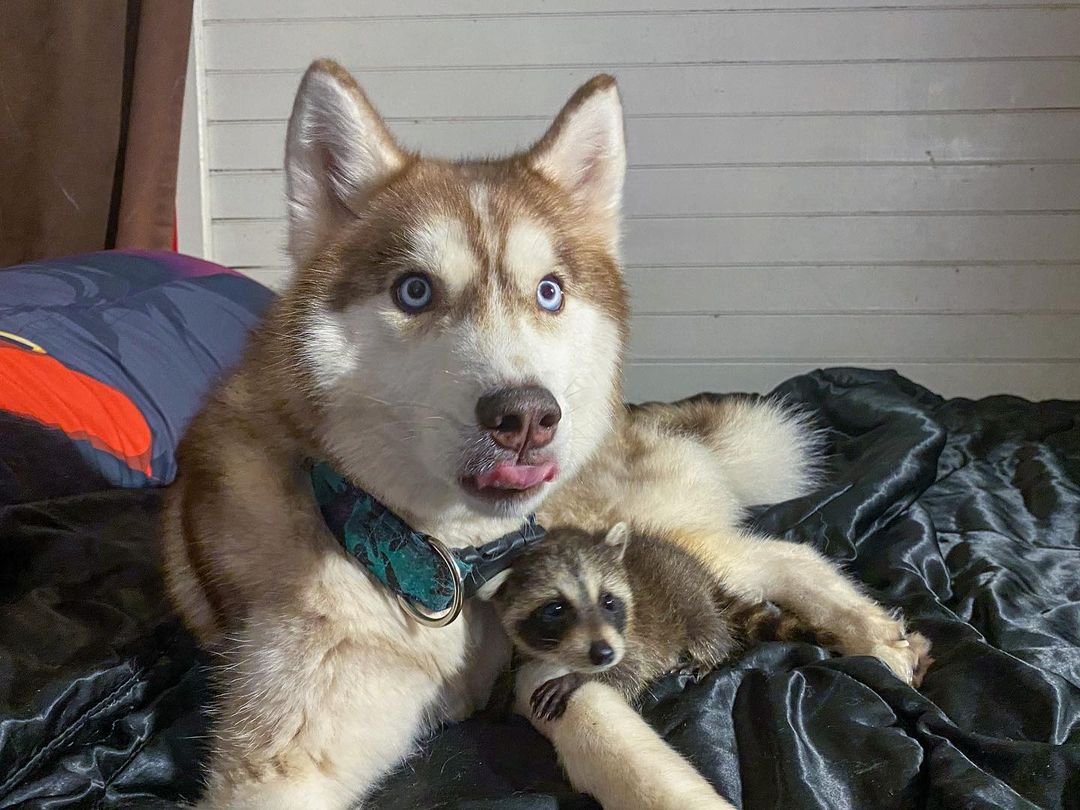 Valiente husky y un amigo