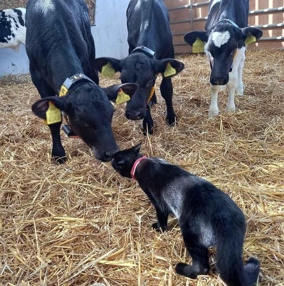 Gatita es adoptada por un rebaño de vacas