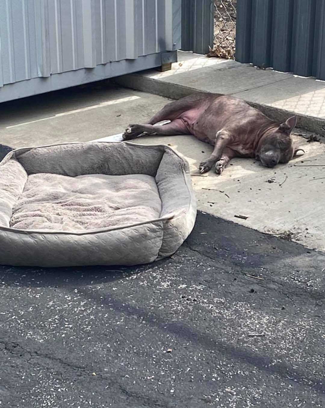Perro abandonado en un estacionamiento solo con su cama