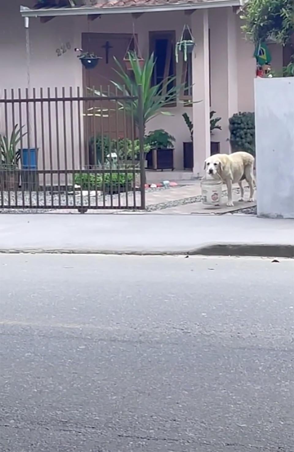 Perro sostiene un balde