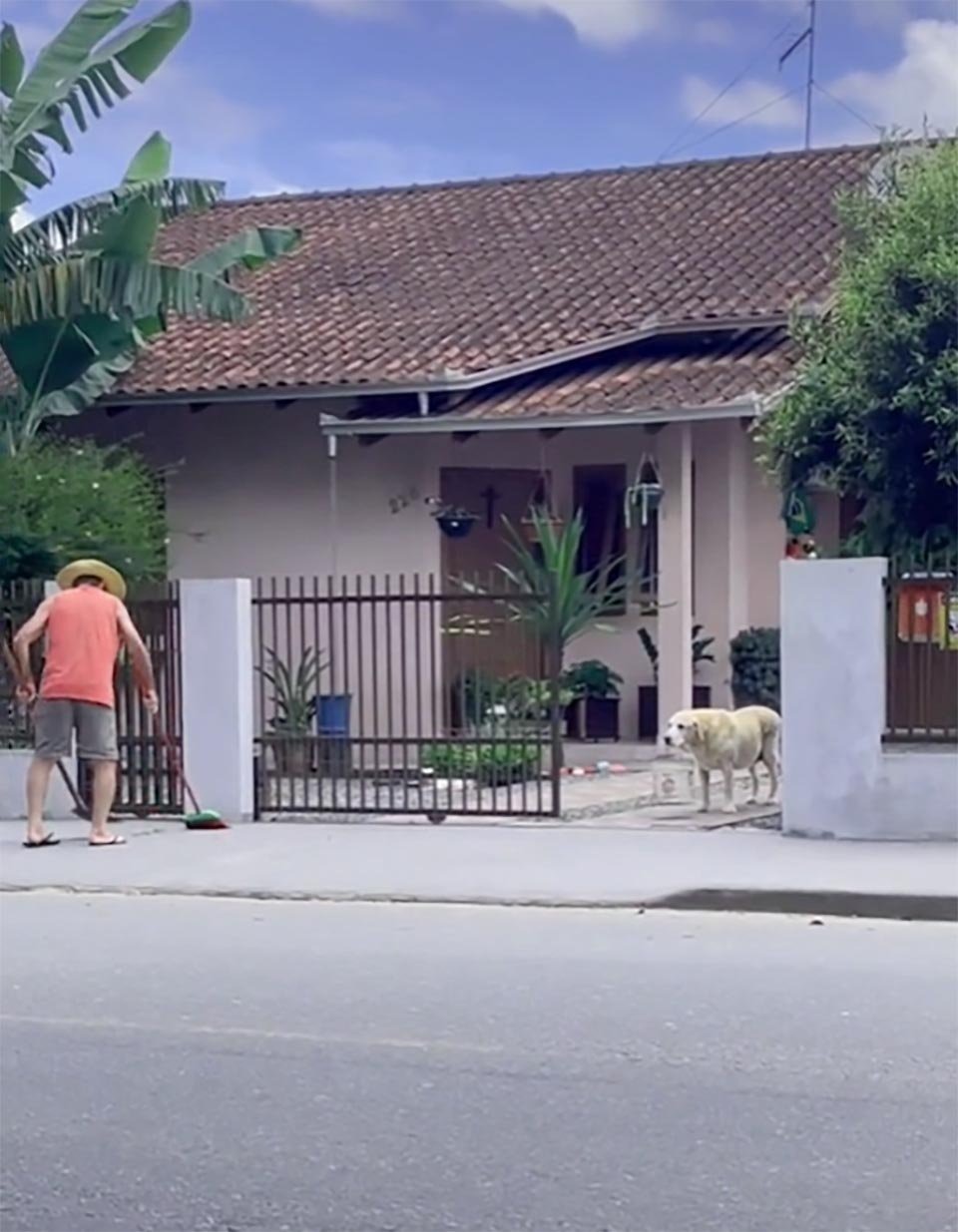 Perro sostiene un balde para ayudar al propietario