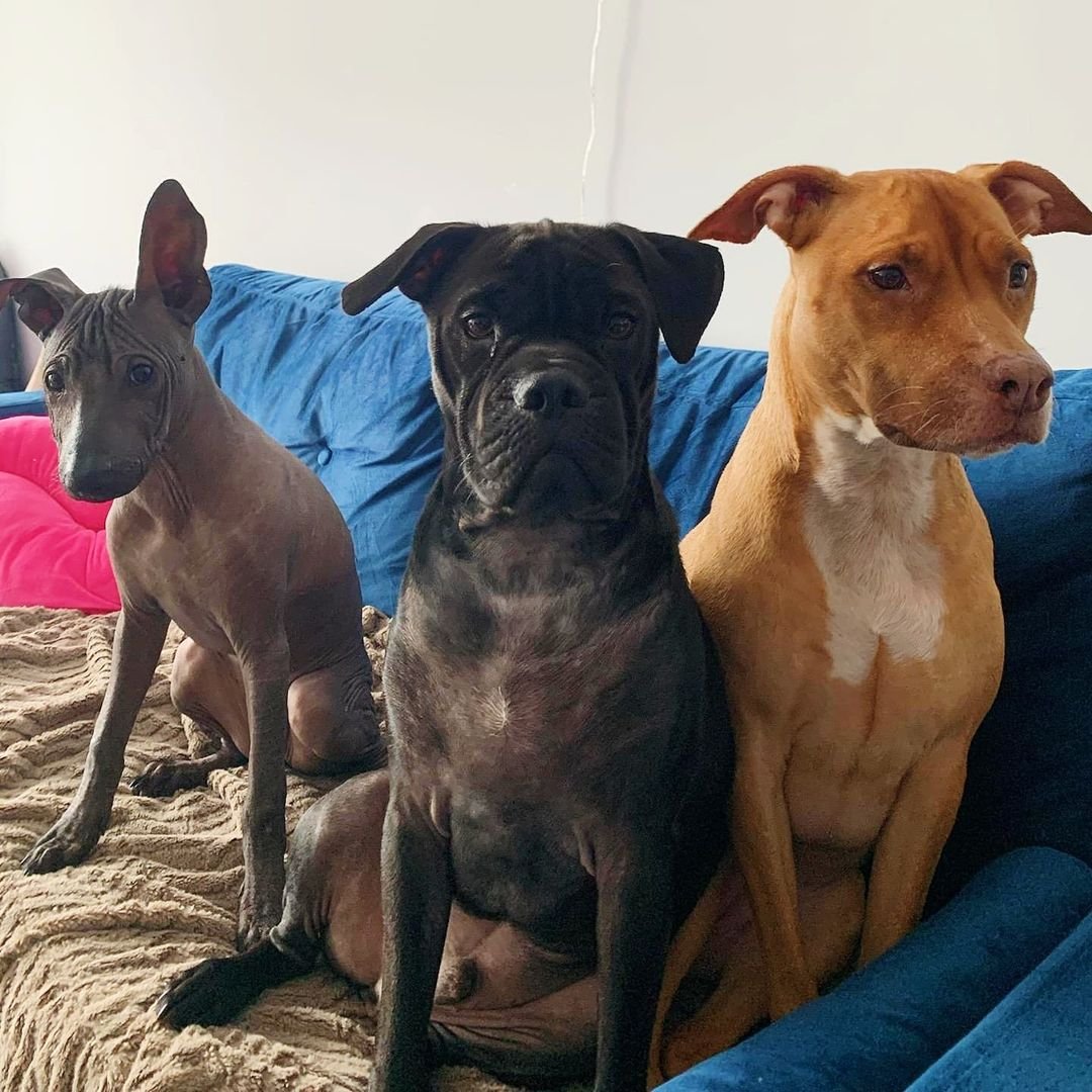 Perros en el sofá