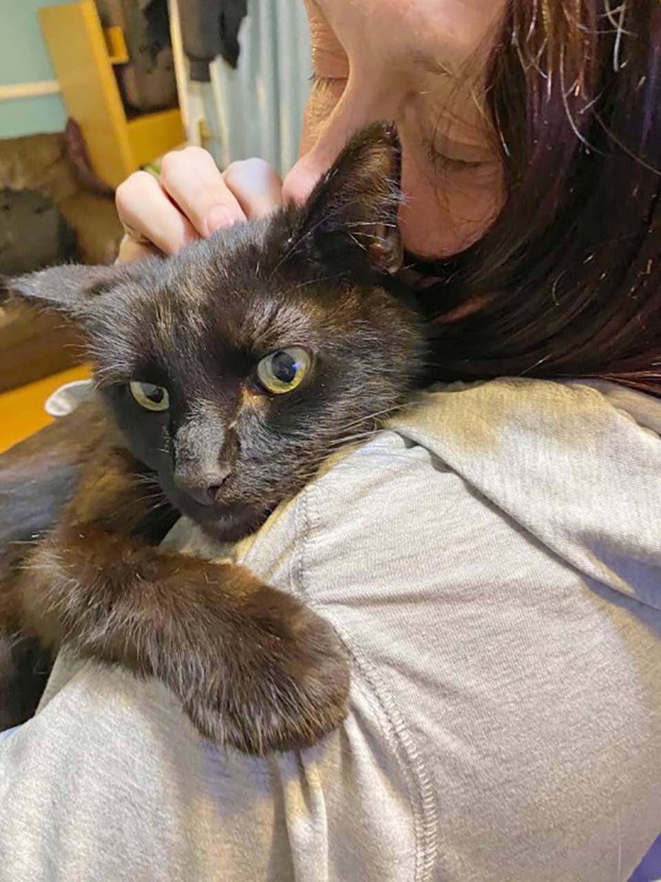 Mujer se reencuentra con su gato desaparecido durante ocho meses