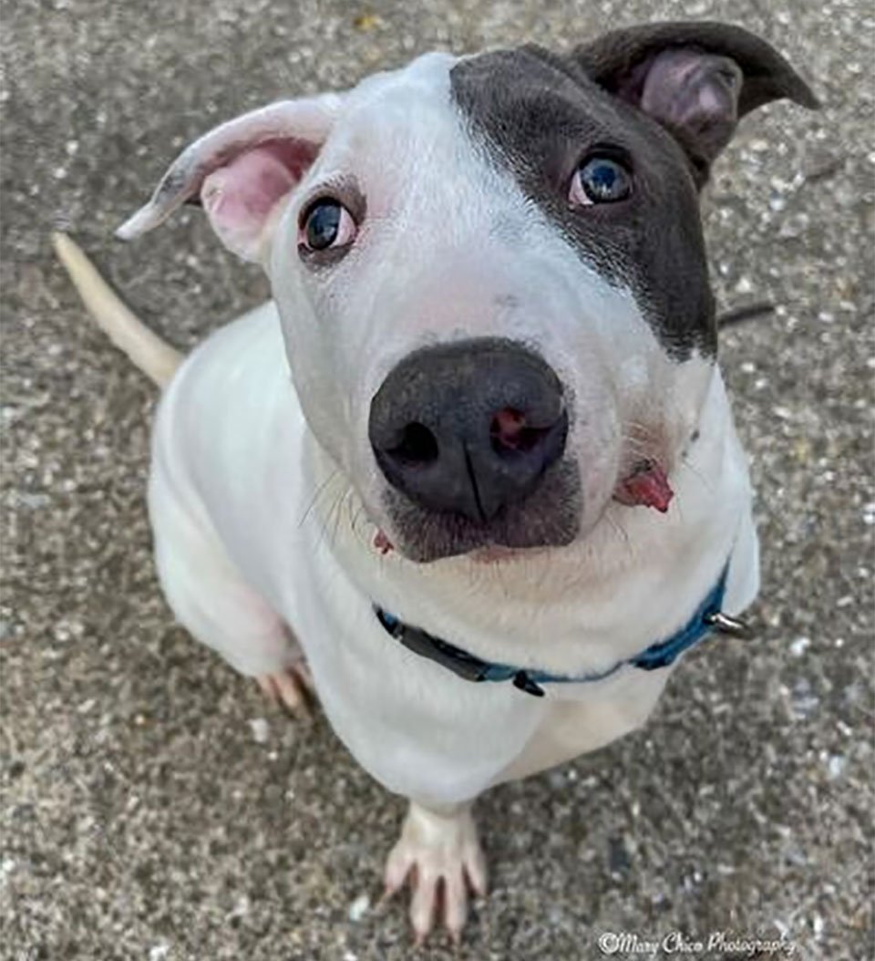 Perrito con rostro único