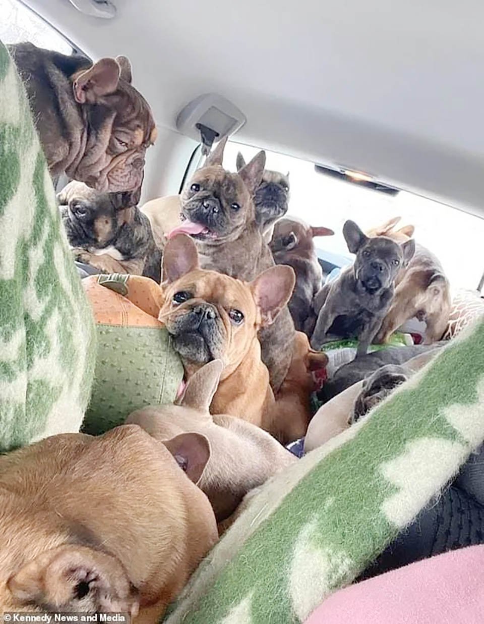 20 perros dentro de un auto