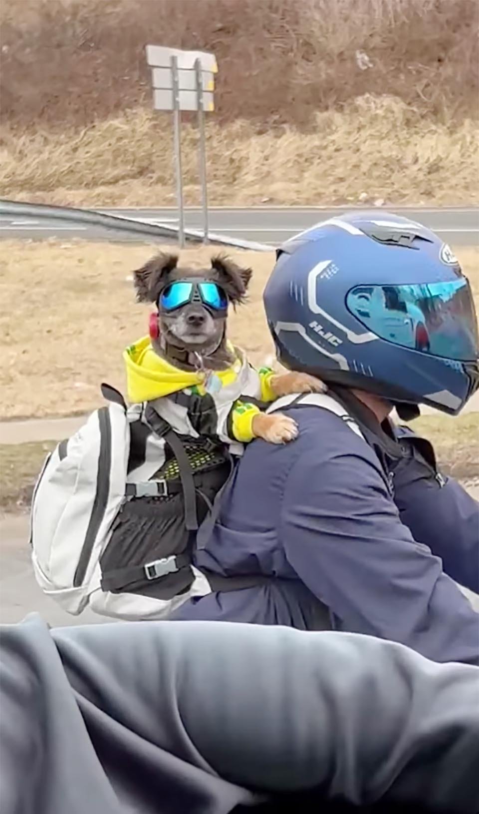 Motociclista y perro con lentes