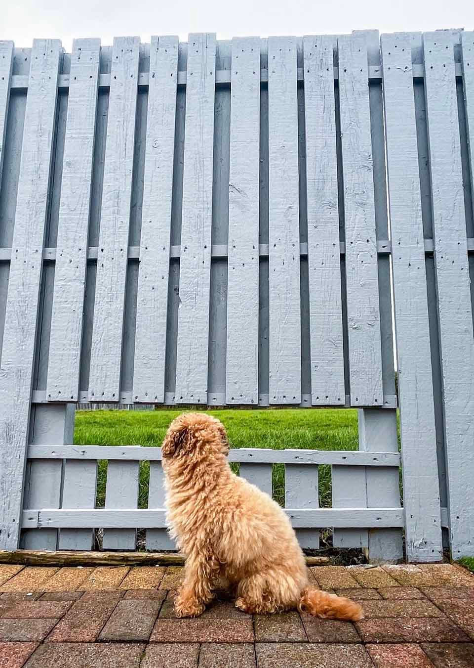 Perrito es muy feliz en la cerca