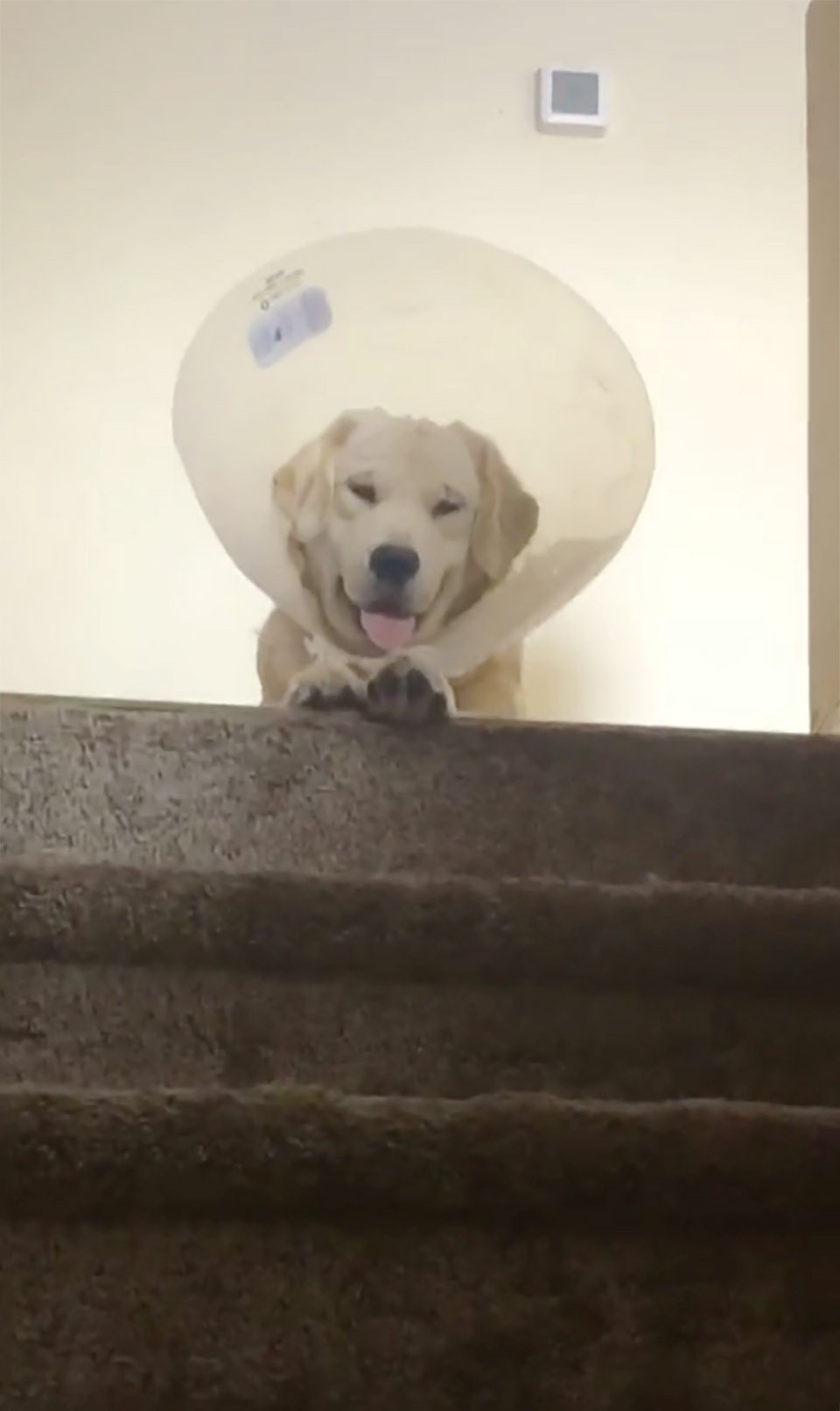 Perro en las escaleras