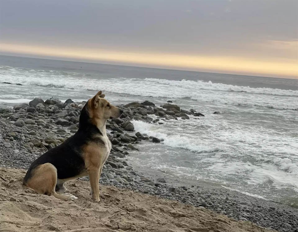 Perro visita a diario la playa