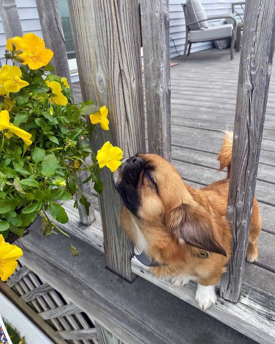 Perrito insiste en detenerse a oler cada flor