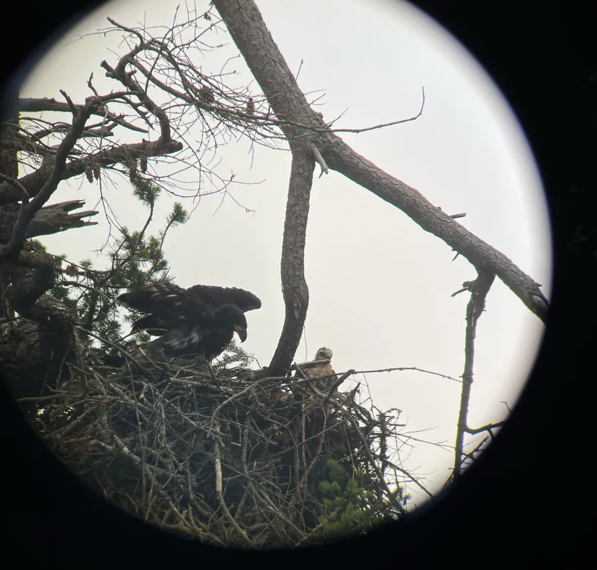 Halcón y águila bebé