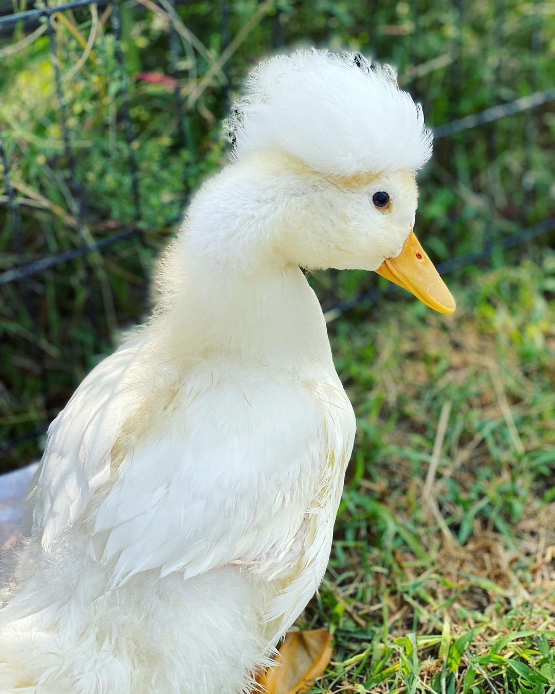 Hermoso patito adoptado