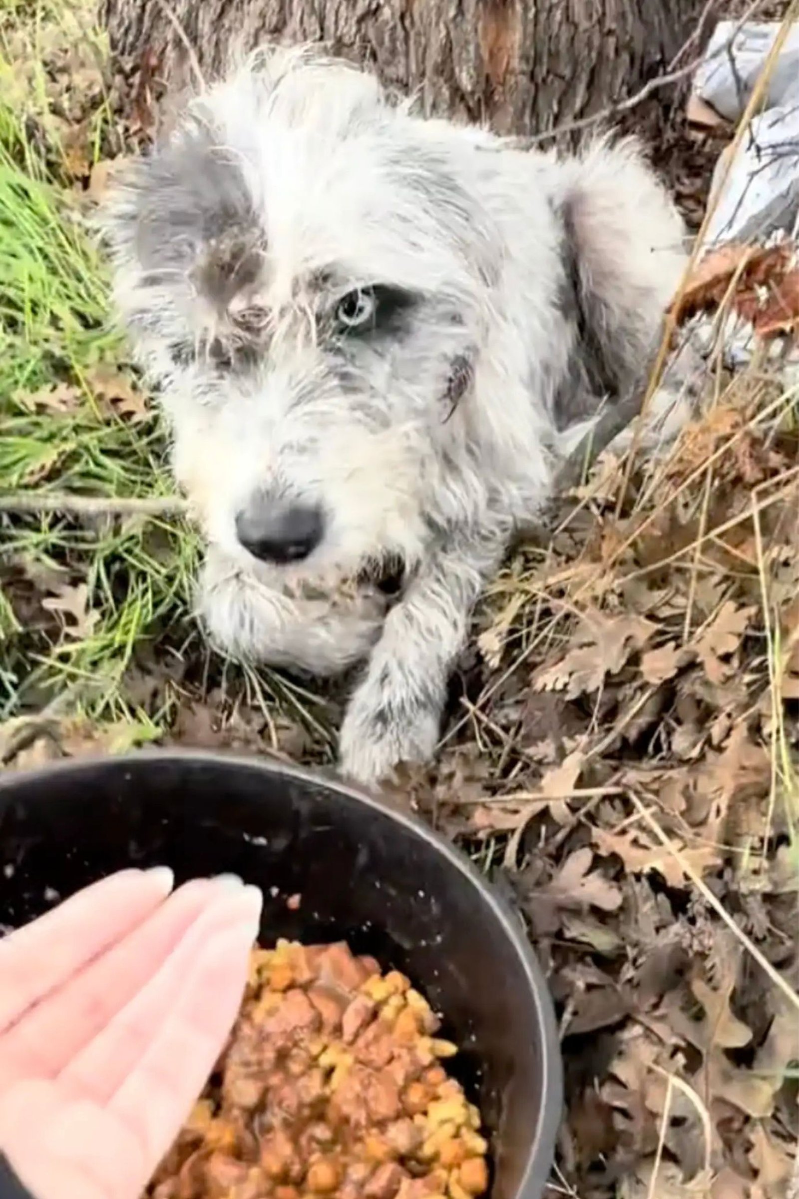 Maisie y Oreo rescatadas