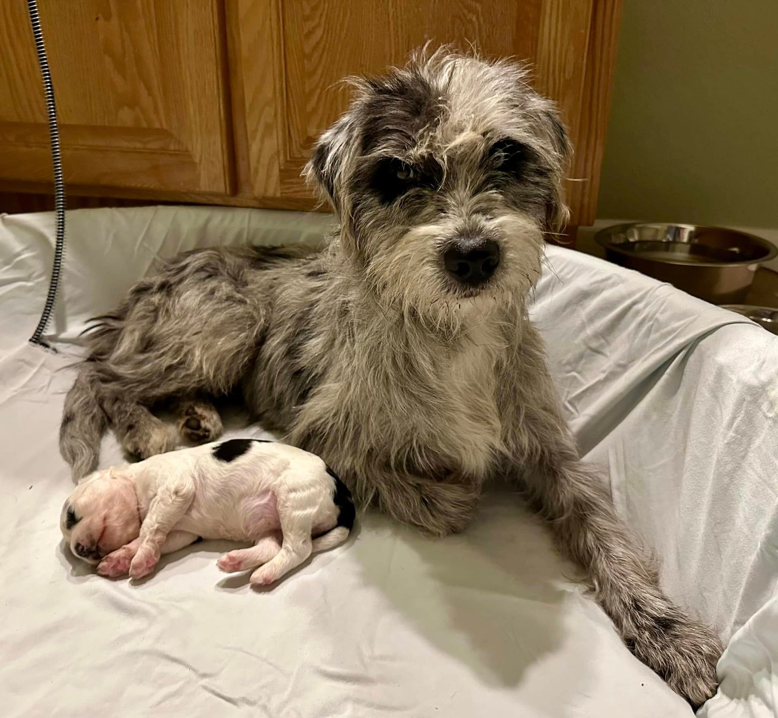 Maisie y Oreo