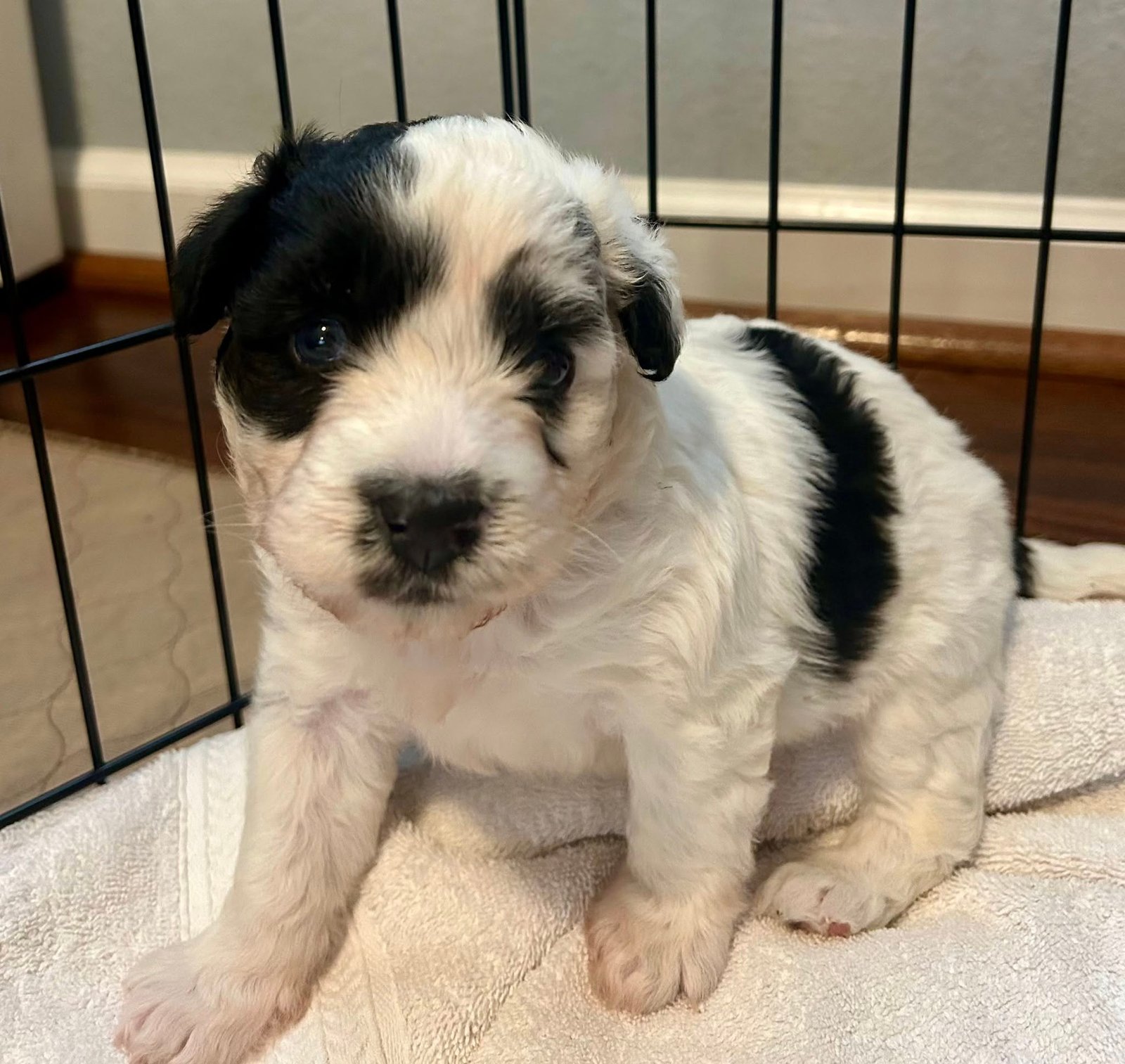 Oreo
