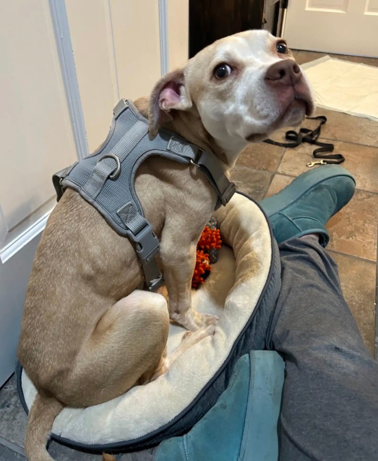 Perrita rescatad en parque para perros
