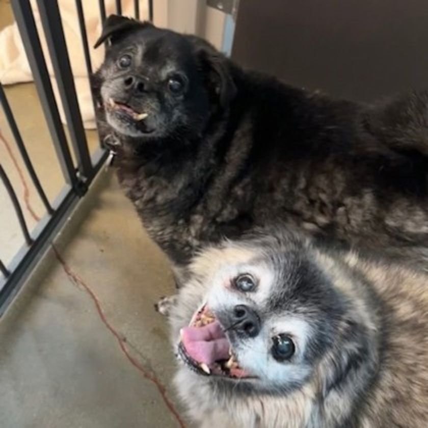 Perros mayores